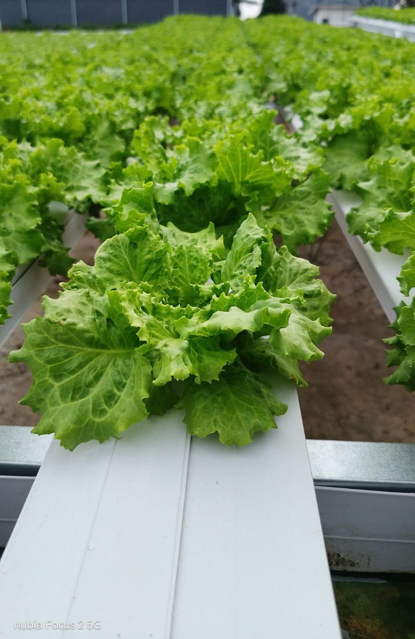 Mengapa LAJU FARM Menjadi Pilihan Utama  Mitra Bisnis?